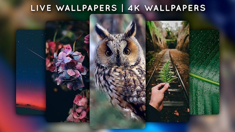 Live Wallpapers, 4K Wallpapers 5.3.1 (Premium Unlocked)