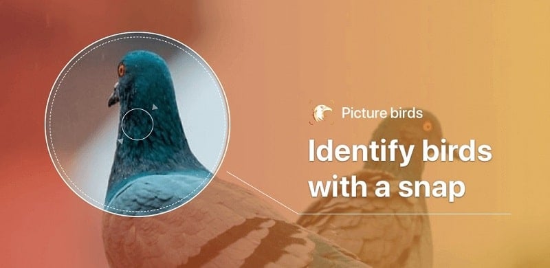 Picture Bird 2.9.32 (Unlocked Premium)