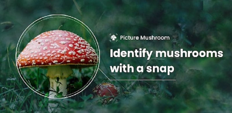 Picture Mushroom 2.9.31 (Premium unlocked)